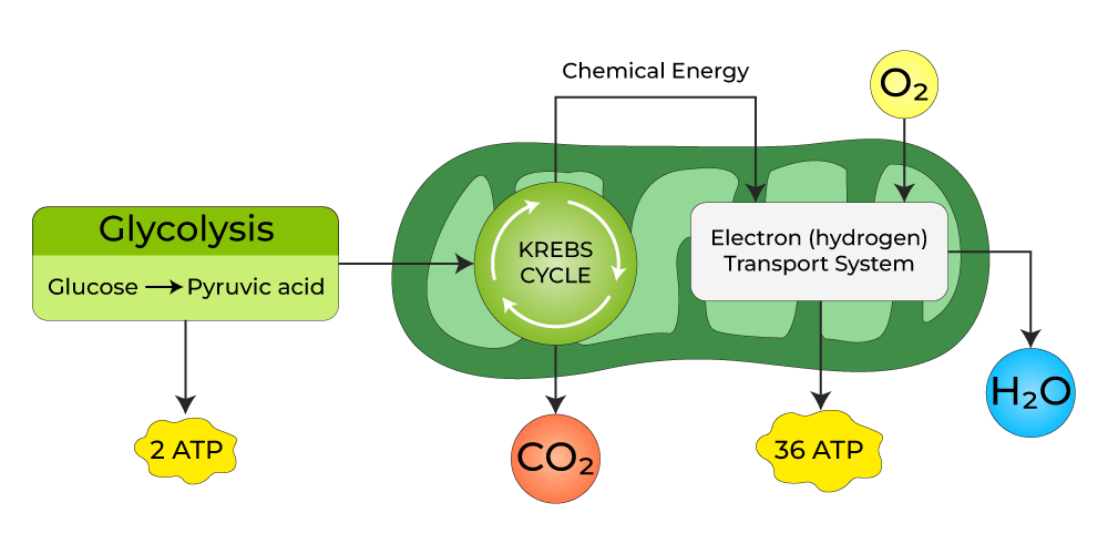 Aerobicrespirationmitochondria
