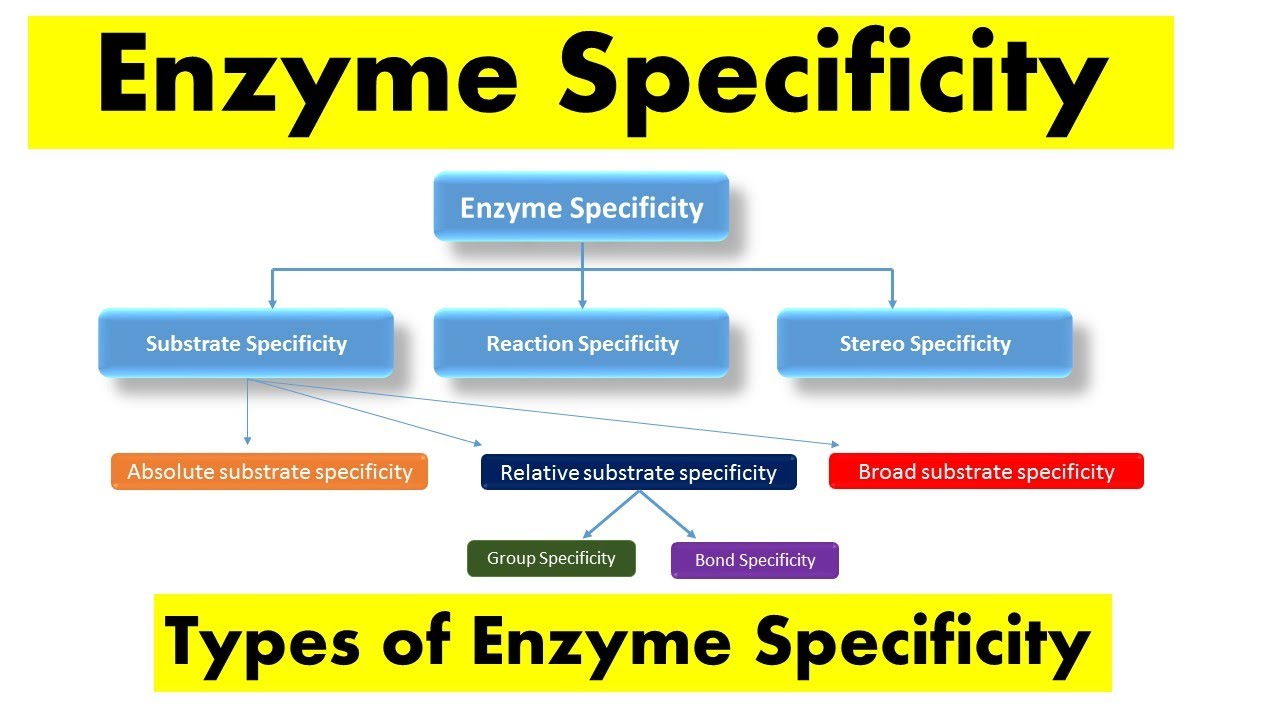 Enzyme