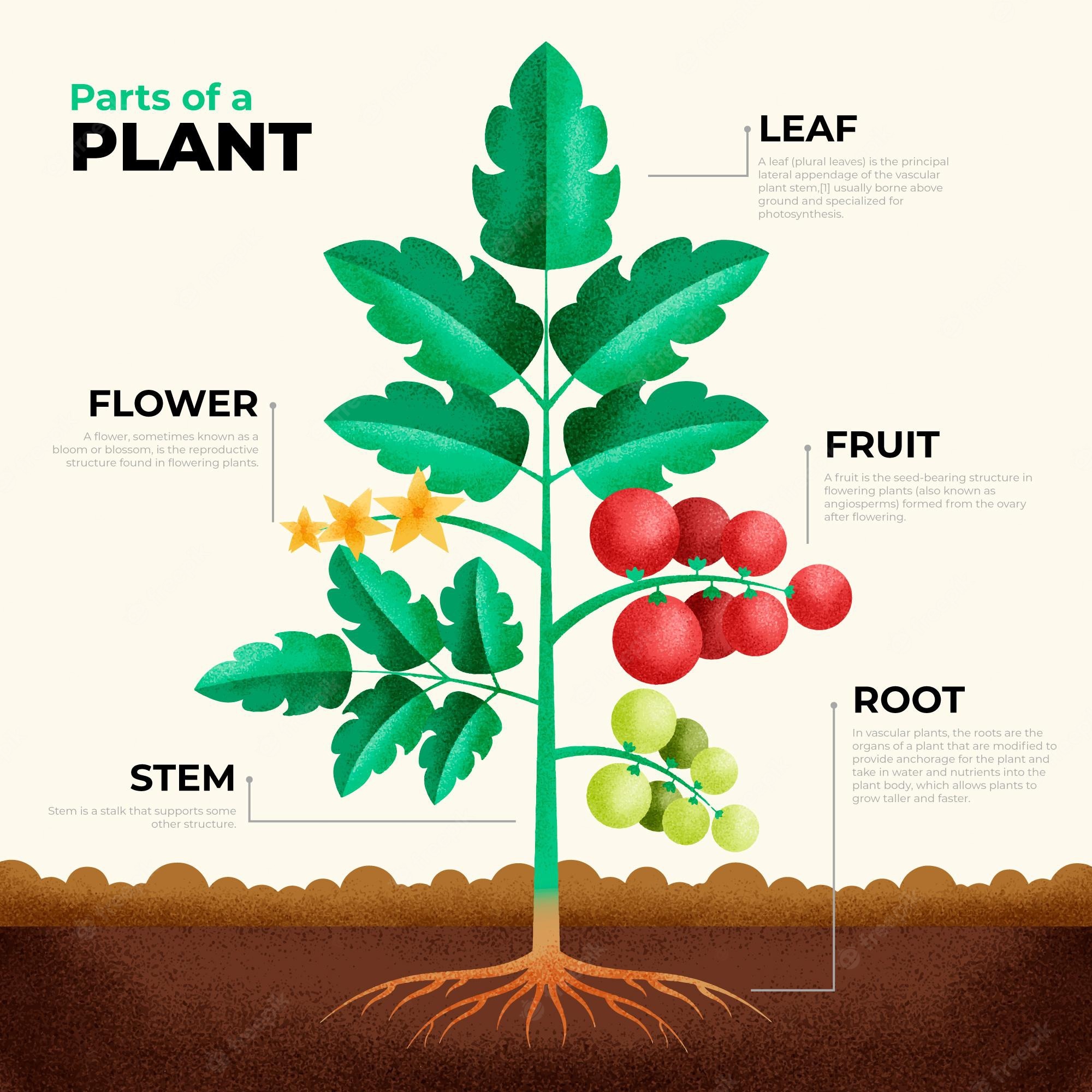 PLANT-AGRICULTURE - Pehal The Start - Online English Institution