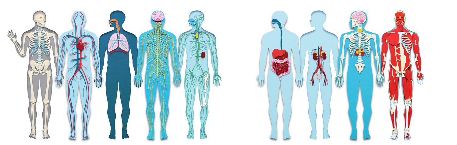 human body systems illustration