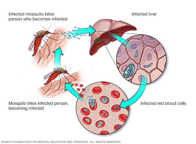 malaria transmitthu