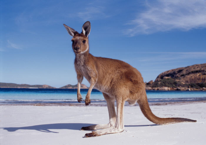 western-australia-kangaroo-beach1